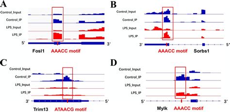 Integrative Genomics Viewer IGV Plots Showing Altered Abundances Of