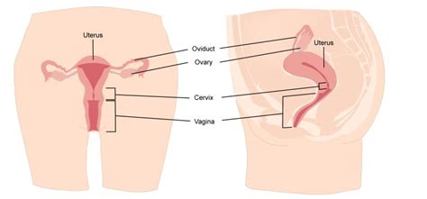 1 5 Stating A Hypothesis The Evolution And Biology Of Sex