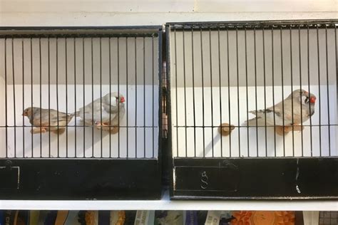 How To Care For Zebra Finches Allans Pet Center