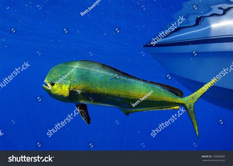 dorado dolphin fish  mahimahi coryphaena stock photo