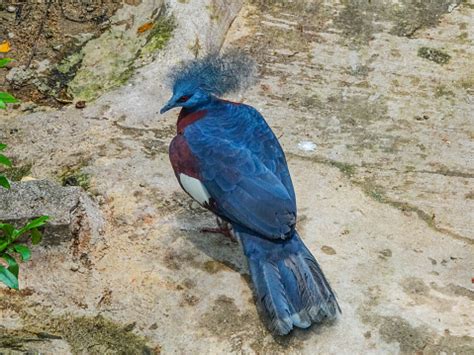 Dark Blue Crested Bird On A Rock Stock Photo - Download Image Now ...