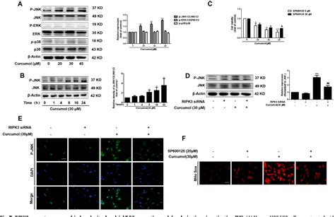 Figure From Curcumol Induces Ripk Ripk Complex Dependent