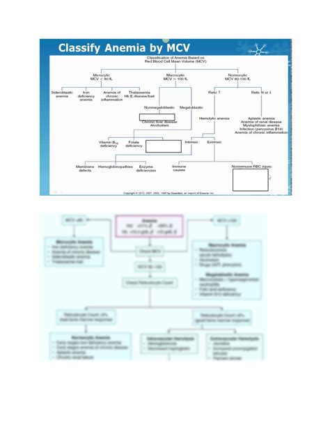 SOLUTION Morphological Classification Of Anemia Studypool