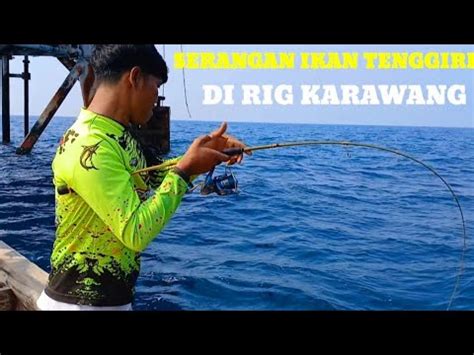 SERANGAN IKAN TENGGIRI SATU PERAHU STREKSEMUA MANCING DI RIG