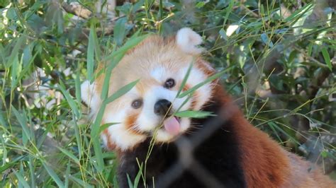 ヒノトントンzoo レッサーパンダ 笹を食べるソラちゃん② Youtube