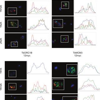 Manipulation Of The Size Of VSG By Expression Of Fusion Proteins And