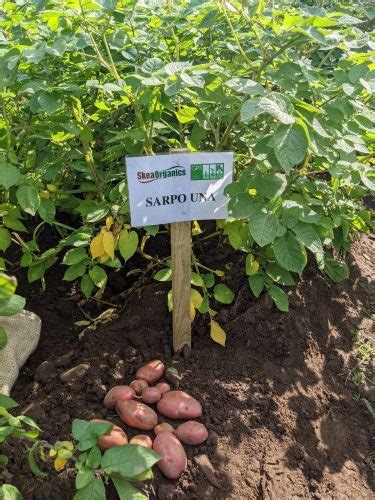 Blight Resistant Potatoes Is That A Marketing Ploy 🥔 Potato House