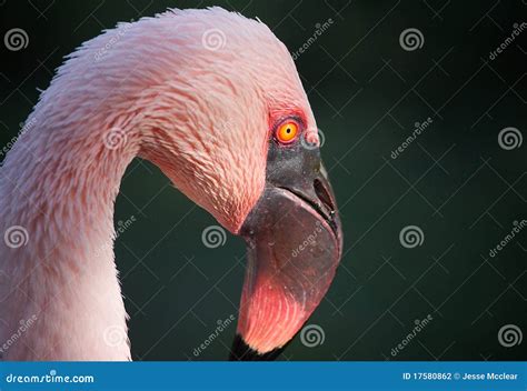 Pink Flamingo Portrait Stock Photo Image Of Beak Ruffled