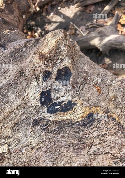 A smiley face on a tree stump Stock Photo - Alamy