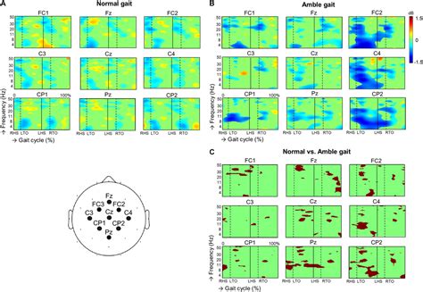 Frontiers Amble Gait Eeg Points At Complementary Cortical Networks