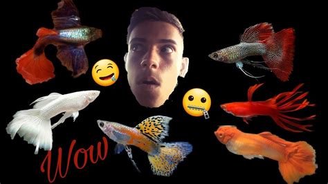 Los Guppys M S Exoticos Del Mundo Youtube