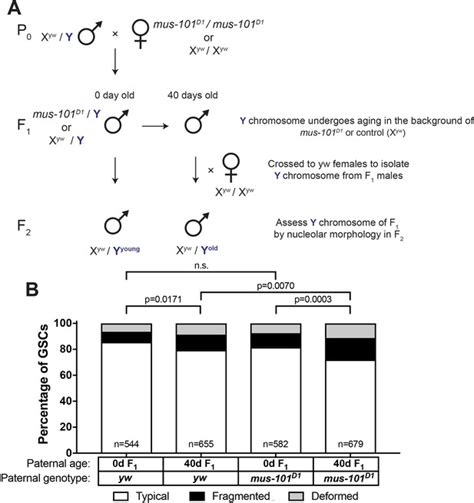 Figures And Data In Transgenerational Dynamics Of RDNA Copy Number In