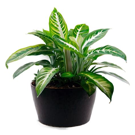 Indoor Plants Png 05042024