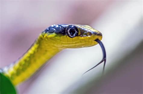 Golden Tree Snake (Chrysopelea ornata) | Thailand Snake