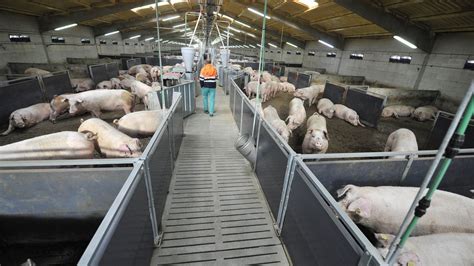 Una granja porcina de Cruces la mejor de España en bienestar animal