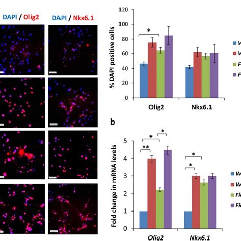 Effect Of Fa On Noggin Expression In Fkbp8 − − Embryo Lumbar Download Scientific Diagram