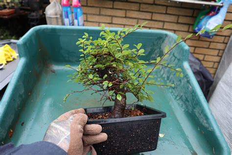 IMG 2690 Chinese Elm Pruning Jerry Norbury Flickr