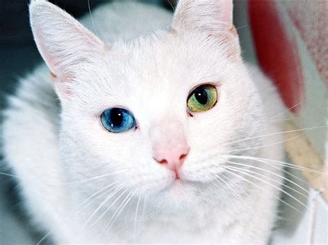 Treating Conjunctivitis in Cats | PetHelpful