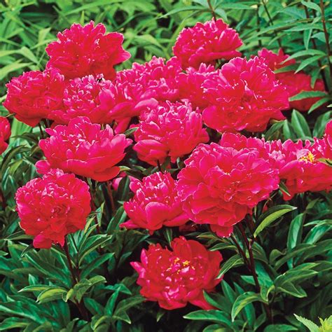 Tree Peony Red Carbeth Plants