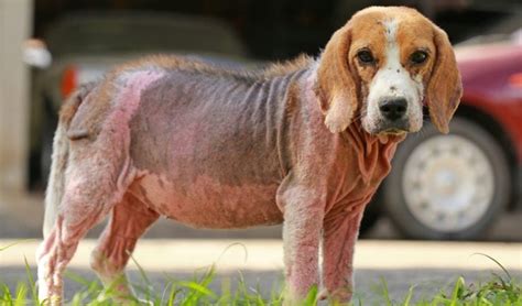 7 Best Dog Skin Infection Treatment (Over-the-Counter Options in 2024)