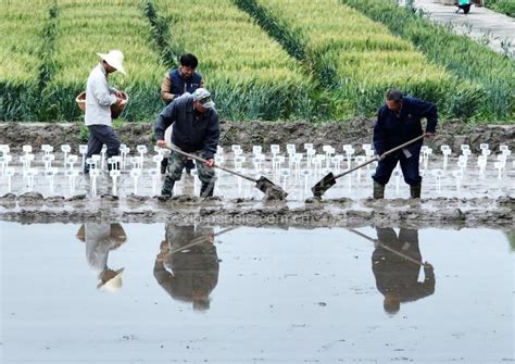 江苏扬州：立夏时节农事忙 人民图片网