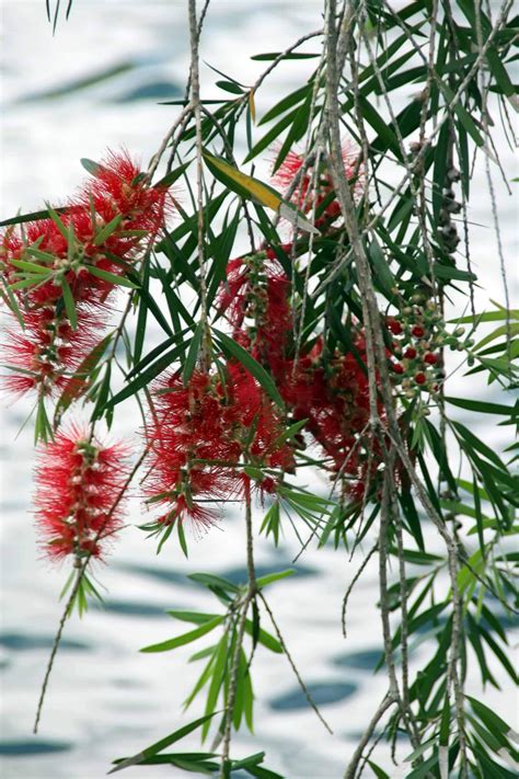 Bottle Brush Tree Varieties Growing And Caring For Callistemon