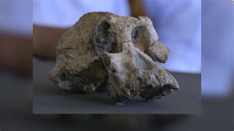 Hallan fósil con rasgos de humano y mono de casi 4 milllones de años