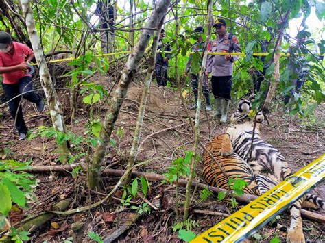 Induk Dan Anak Harimau Sumatera Mati Terjerat Tali Di Kawasan Hgu