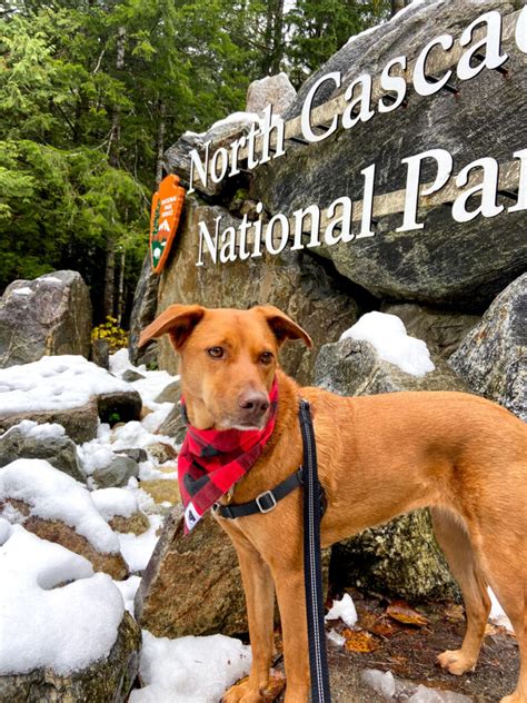 Dog-Friendly North Cascades National Park – Hi Friends, It's Laura