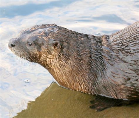 PhotoTonyG: River Otter Dad Portrait