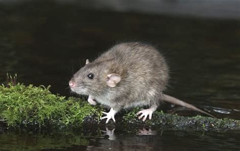 Blog - The Science Of Rodent Behavior In San Diego