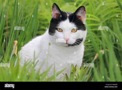 Domestic Cat House Cat Felis Silvestris F Catus Black And White