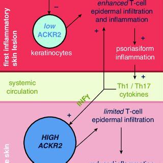 Schematic Model Of The Main Findings Of The Study ACKR2 Atypical