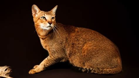 CHEETOH CAT PERSONALITY AND BREED (ALL YOU NEED TO KNOW) - DorkyCats