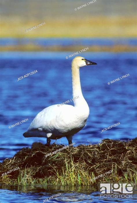 Nesting Tundra Swan Cygnus Columbianus Arctic Tundra Northern Yukon