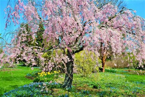 Dwarf Weeping Cherry Tree Gardenerdy