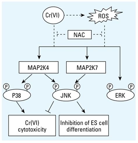 Distinct Contributions Of Jnk And P38 To Chromium Cytotoxicity And