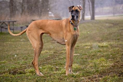 Great Dane Growth And Weight Chart Male And Female The Complete Guide