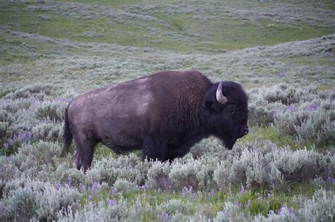 100+ Free Yellowstone Bison & Bison Images - Pixabay