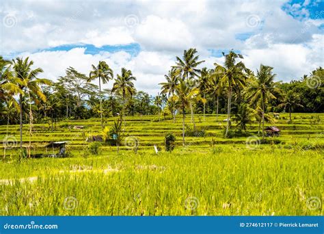 Desa Mancingan Rice Field In Gianyar Regency Bali Indonesia Stock