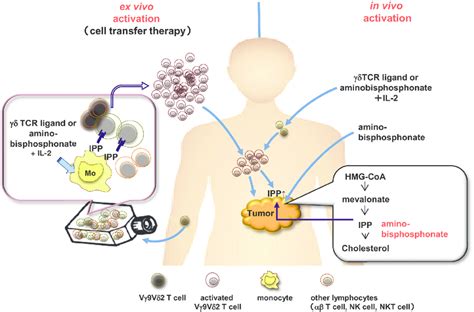 Strategies for γδ T cell based immunotherapy Left panel the adoptive