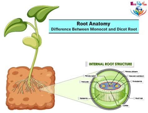 Root Anatomy || Monocot And Dicot Root Cross Section