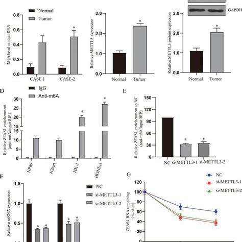 Rna Methyltransferase Mettl Affects Autophagy And Progression Of