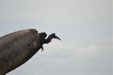 Murchison Falls Birding Safari Days Bird Watching