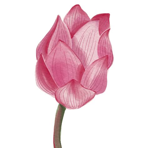 Lotus Flower Royal Lotus Flower Pink Png