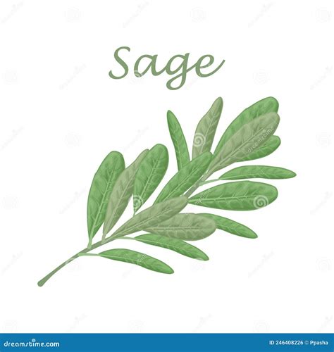 Sagegreen Sage Leaves A Spicy Medicinal Herb For Seasoning Stock