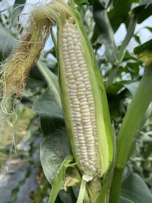 Hybrid Sweet Waxy Corn Seeds Glutinous Maize Seeds For Sowing China