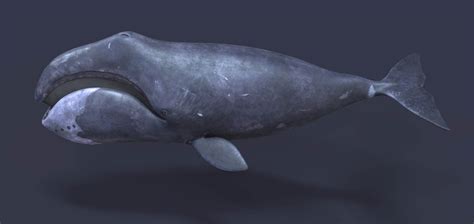 Bowhead Whale Balaena Mysticetus D Model By Anthodon