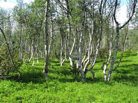 Bouleau Pubescent Betula Pubescens