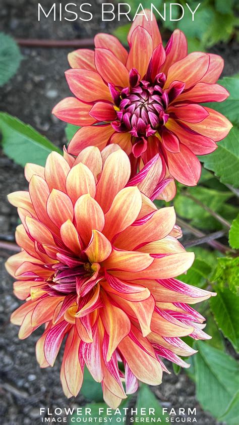 Miss Brandy Dahlia Tubers At Flower Feather Farm Chicks And Dahlias A